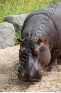 Hippo 0032